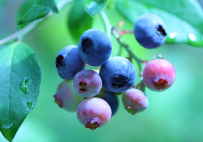 p_blueberry