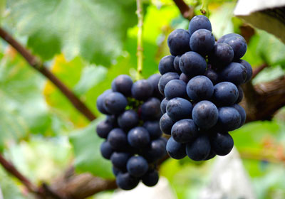 p_grape