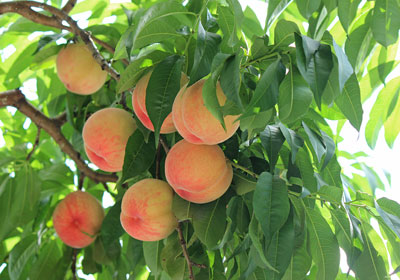 p_peach