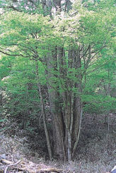 千代のカツラの木
