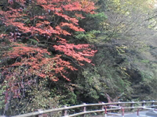 紅葉 月夜平大橋 不動滝 南信州ナビ 長野県南部飯田市のいちご狩り りんご狩り 桜情報 温泉や宿泊等の観光ガイド