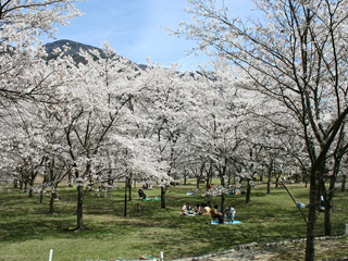 大西公園の桜 大鹿村 南信州ナビ