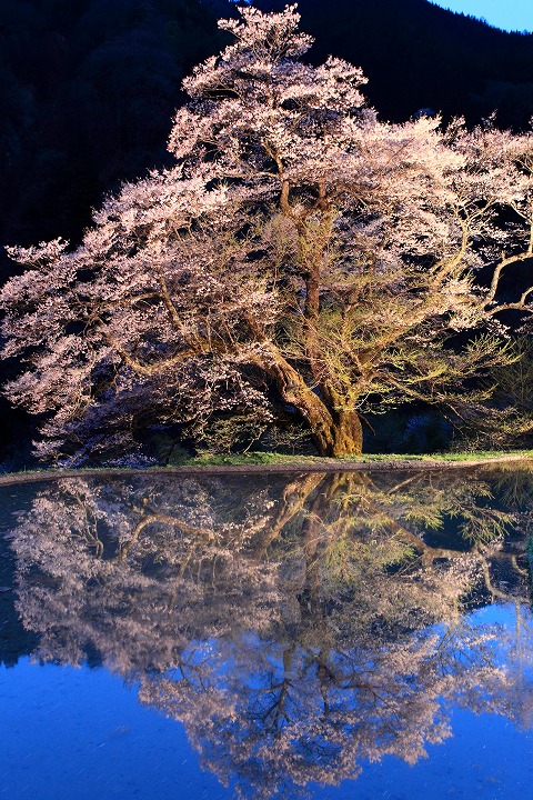 駒つなぎの桜（阿智村）