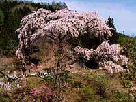 黒船桜（阿智村清内路）