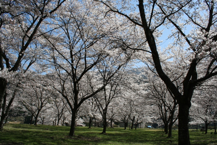 大西公園の桜 大鹿村 南信州ナビ 長野県南部飯田市のいちご狩り りんご狩り 桜情報 温泉や宿泊等の観光ガイド