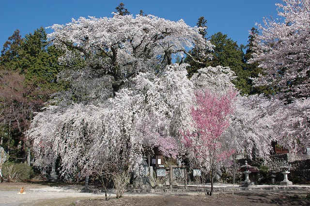 瑠璃寺の桜 高森町 南信州ナビ 長野県南部飯田市のいちご狩り りんご狩り 桜情報 温泉や宿泊等の観光ガイド