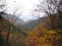 紅葉（大平・大平街道・県民の森）