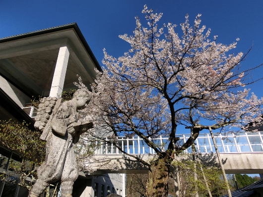 4-19 ⑦あおいの桜 11