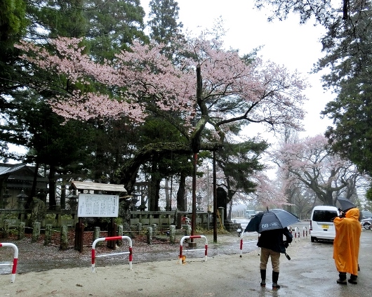 4-7 ①雨の清秀桜 14