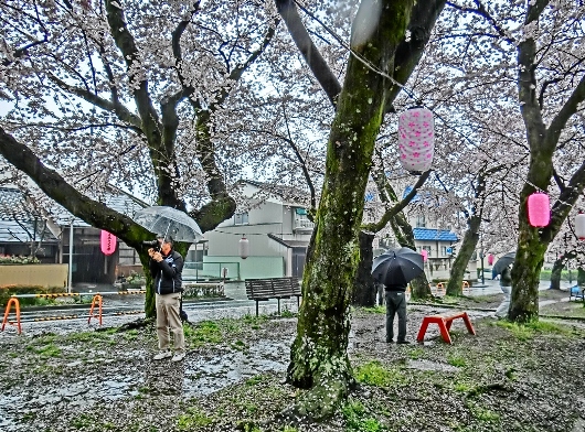 4-7 ③雨の桜並木 26