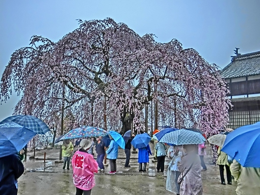 4-7 ⑥雨の舞台桜 40