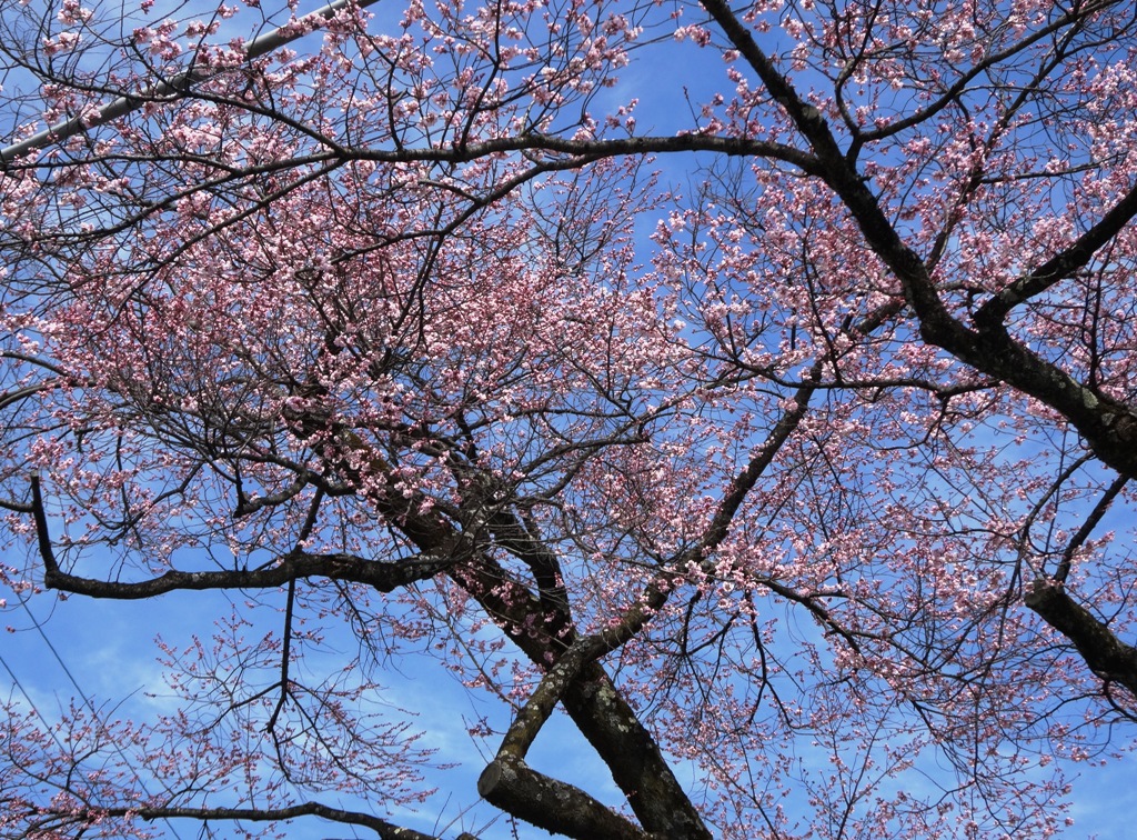 3-26 桜並木 080