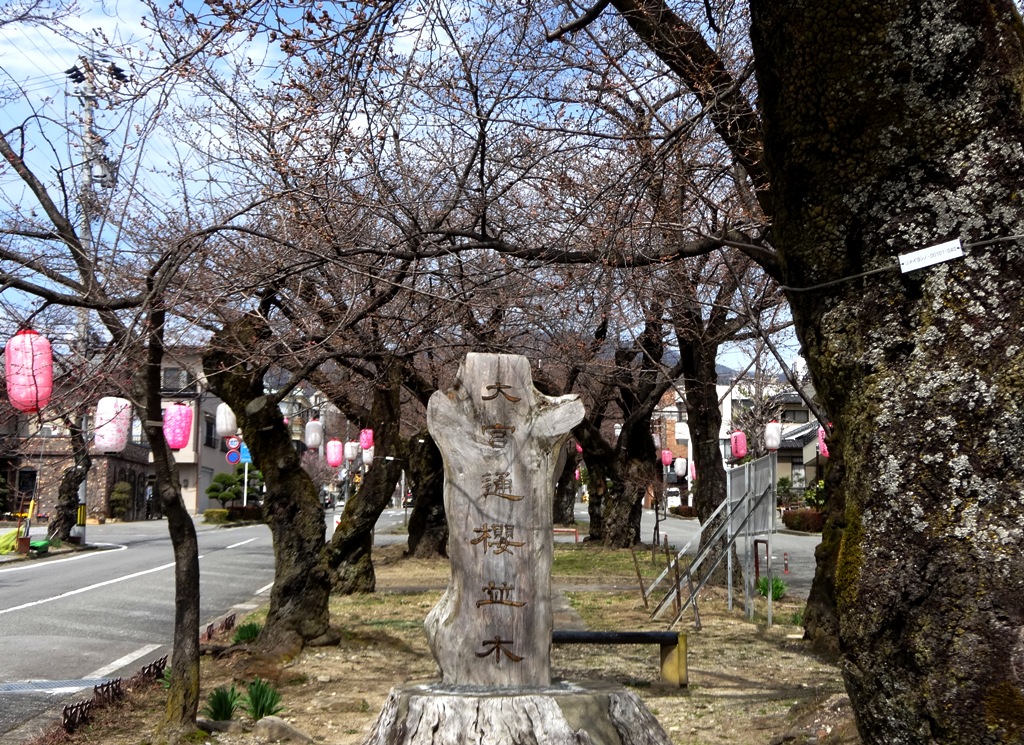 3-26 桜並木 096