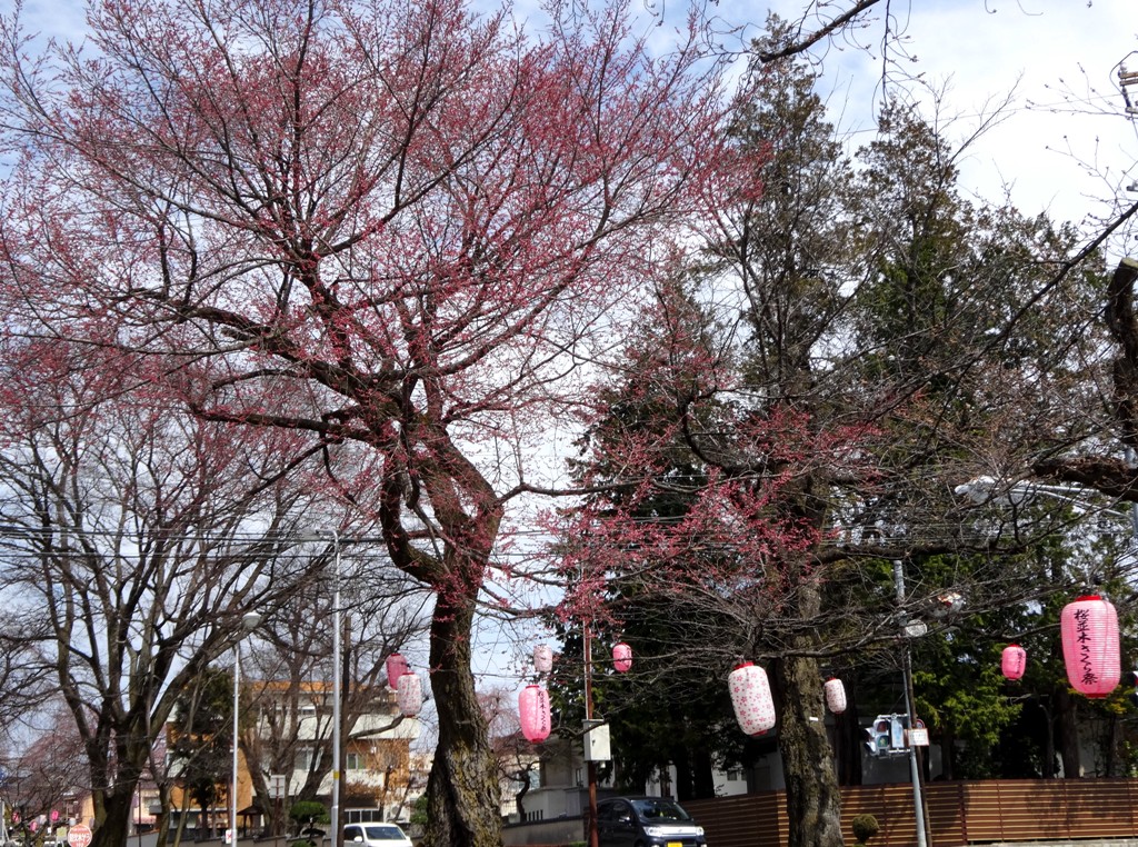 3-26 桜並木 105