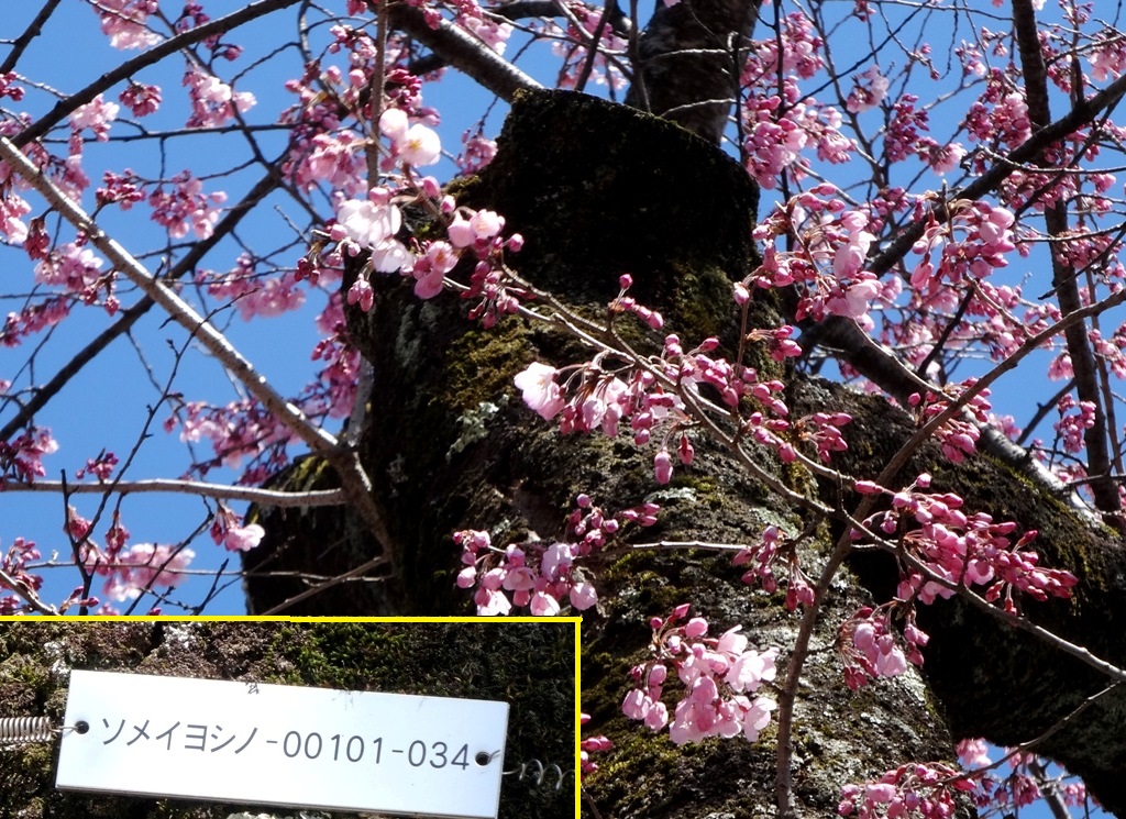 3-23 桜並木 140-2