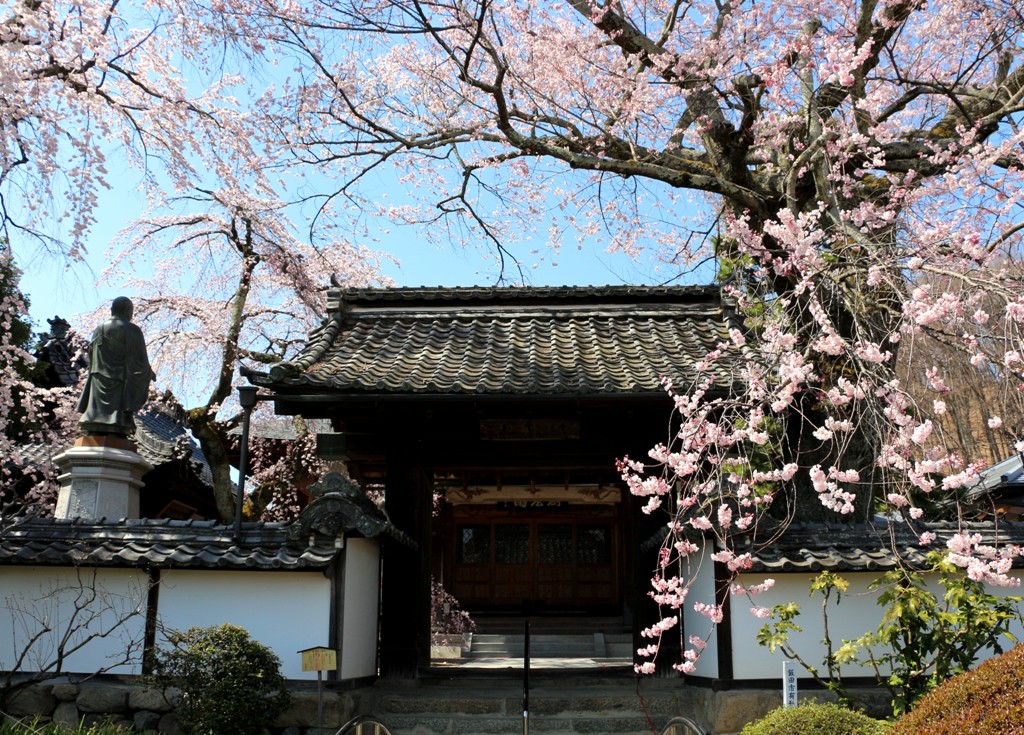 3-26 経蔵寺の桜 595