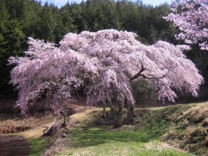 写真②三太夫の桜