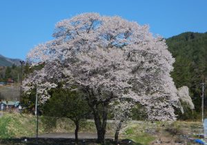 写真⑨御所桜