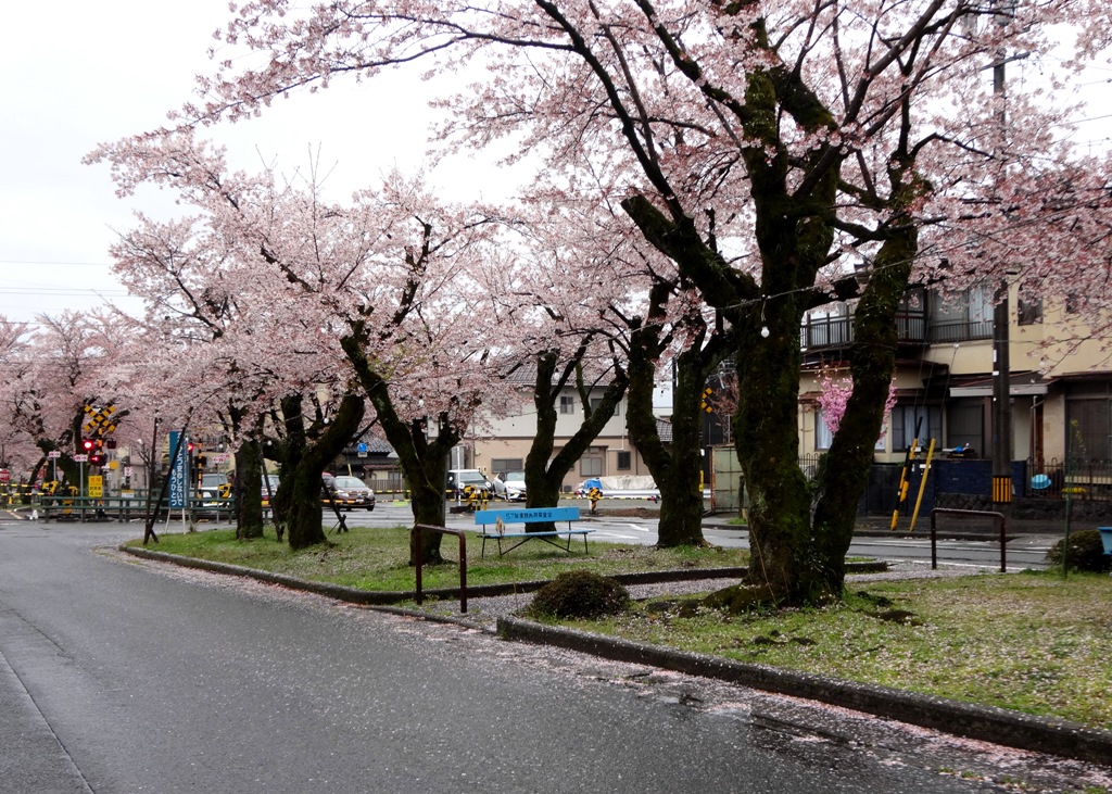 4-13 雨の桜並木 289
