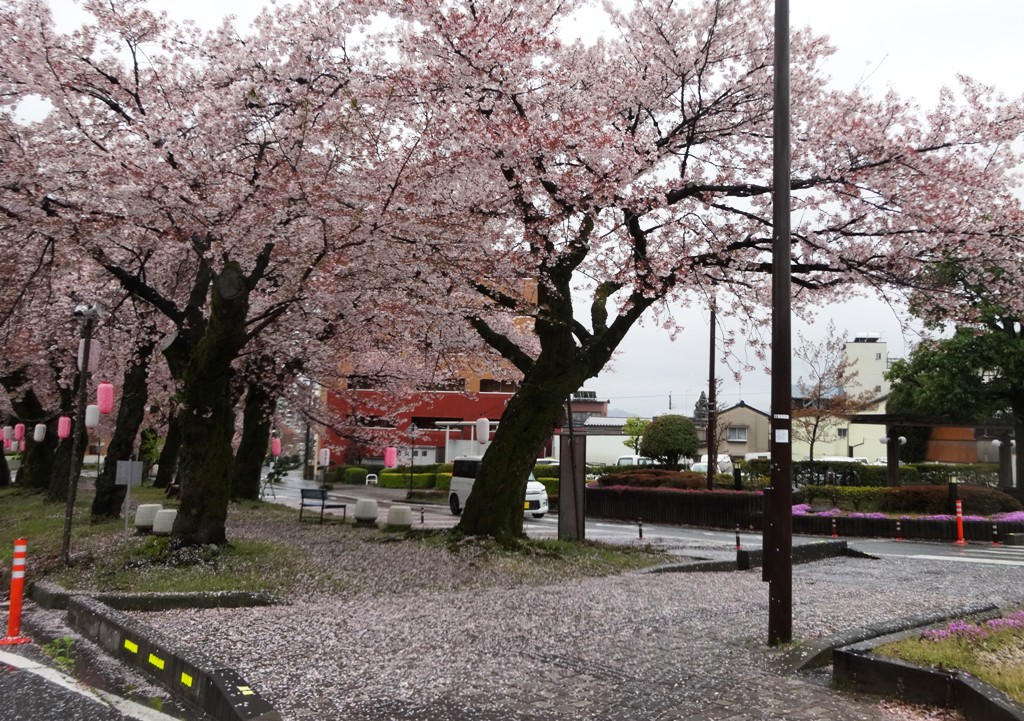 4-13 雨の桜並木 296