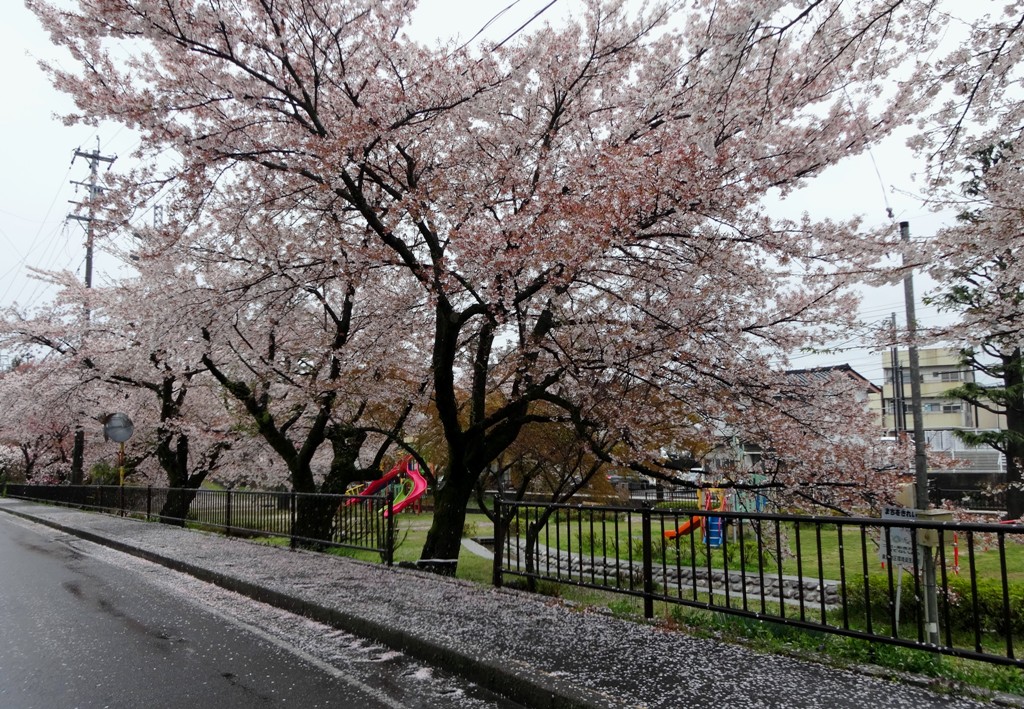 4-13 雨の桜並木 298