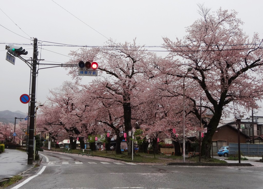 4-13 雨の桜並木 315