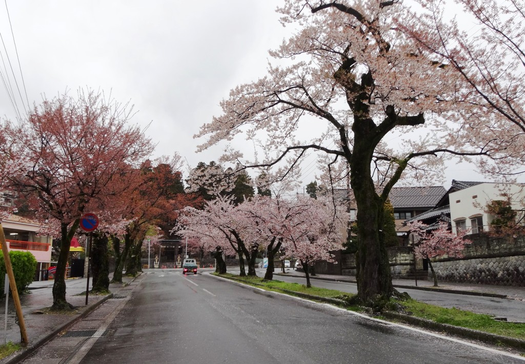 4-13 雨の桜並木 320