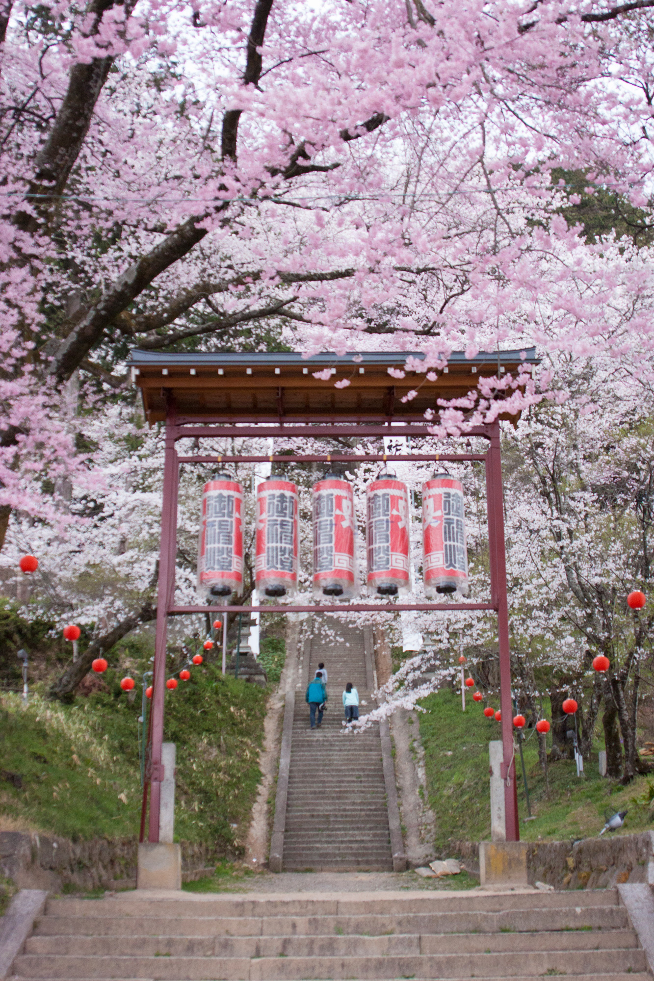 飯沼諏訪神社の石段桜
