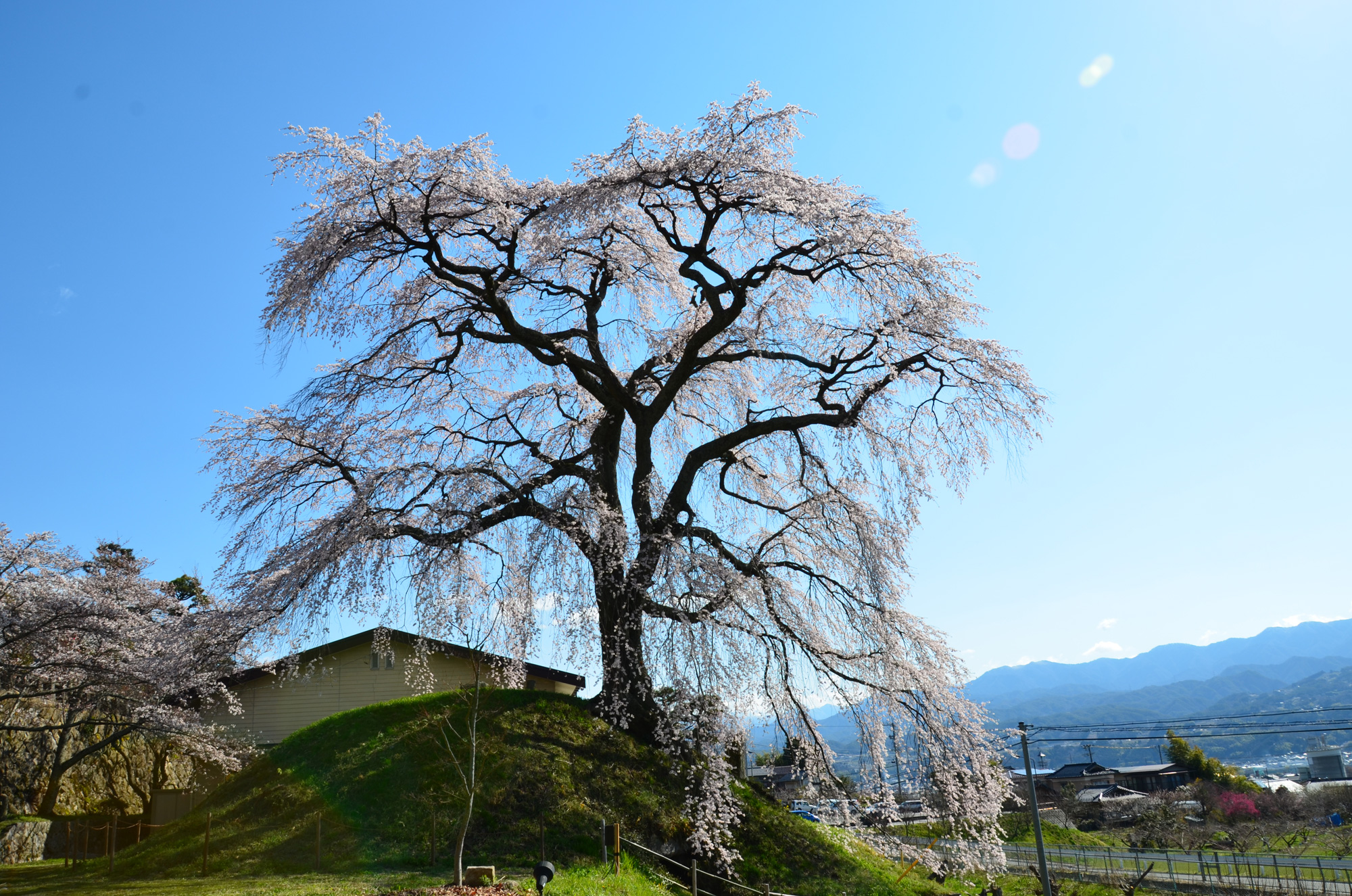 石塚の桜