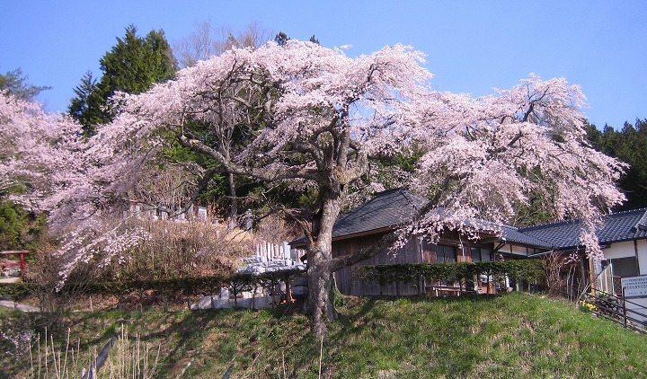 観音堂の桜