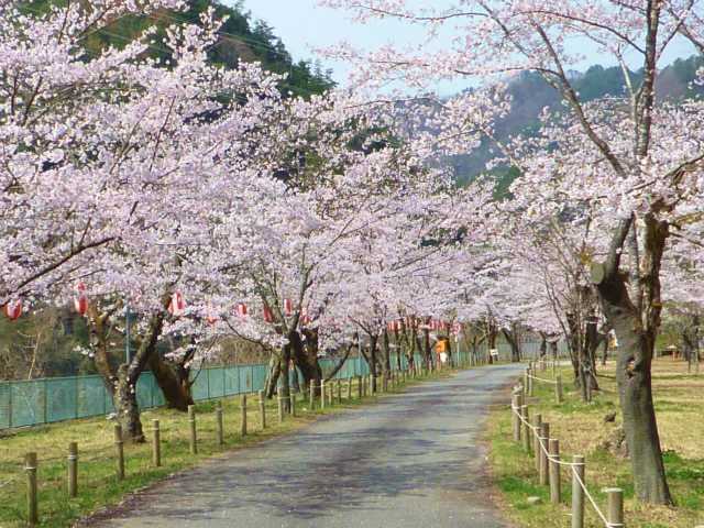 松島桜公園