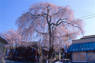 三石の枝垂れ桜