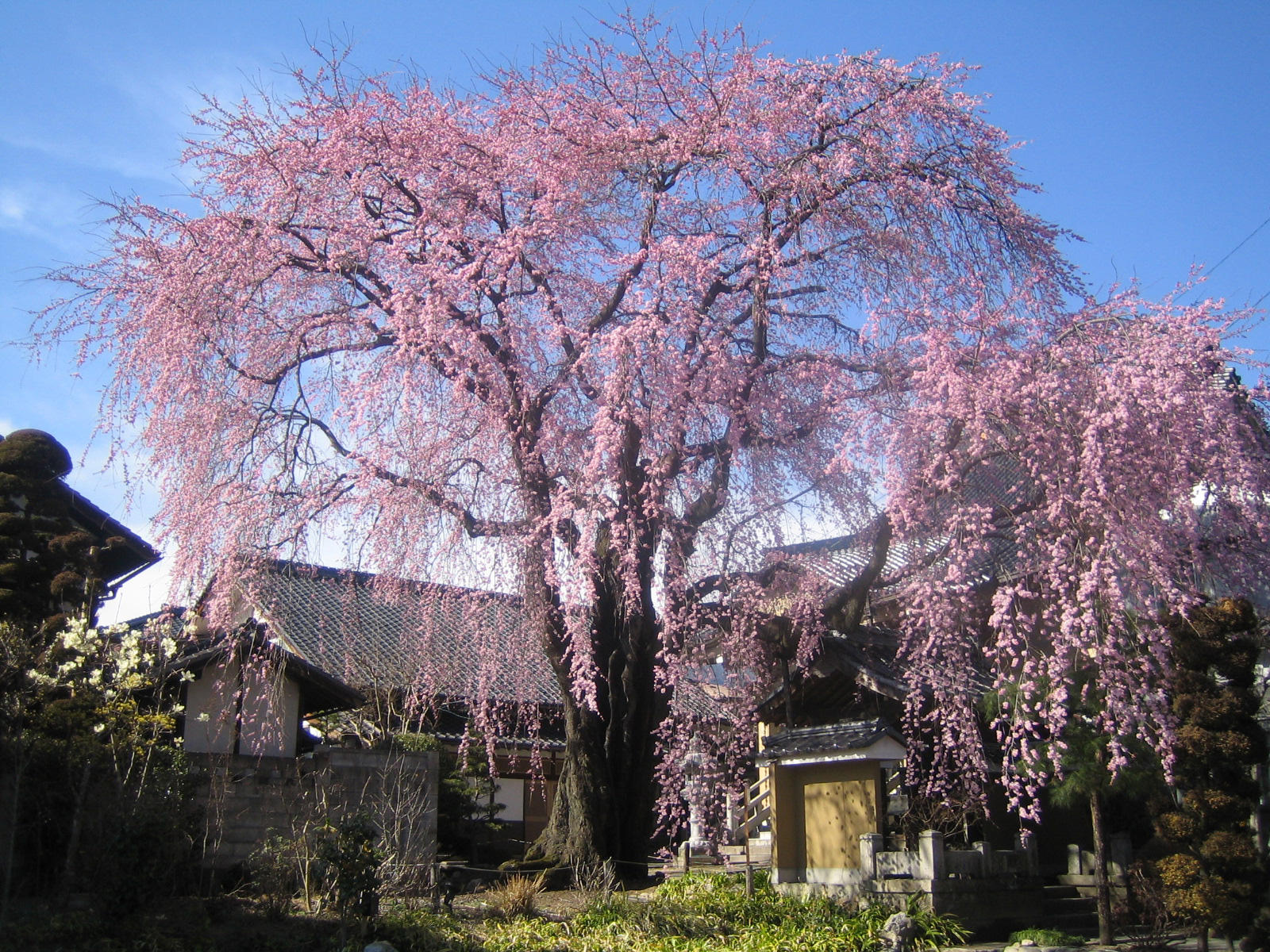 黄梅院の枝垂れ桜