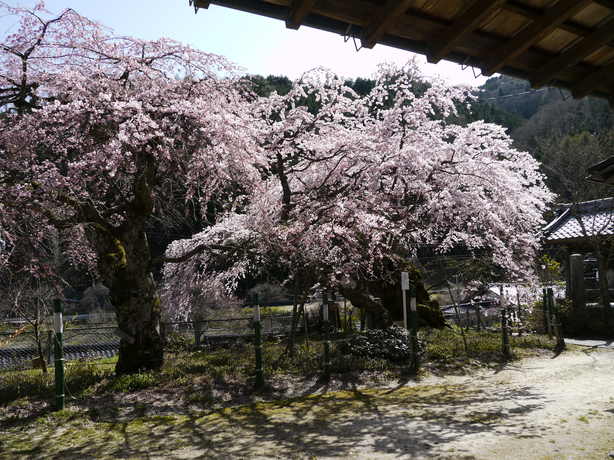 清南寺の夫婦桜