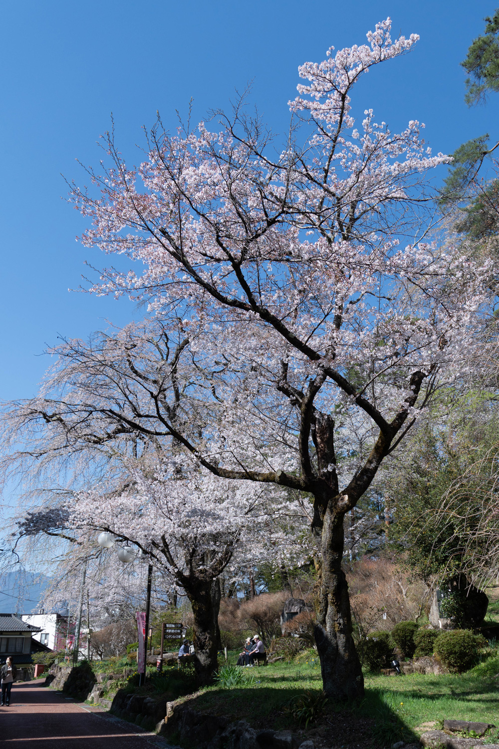 天龍峡の枝垂れ桜