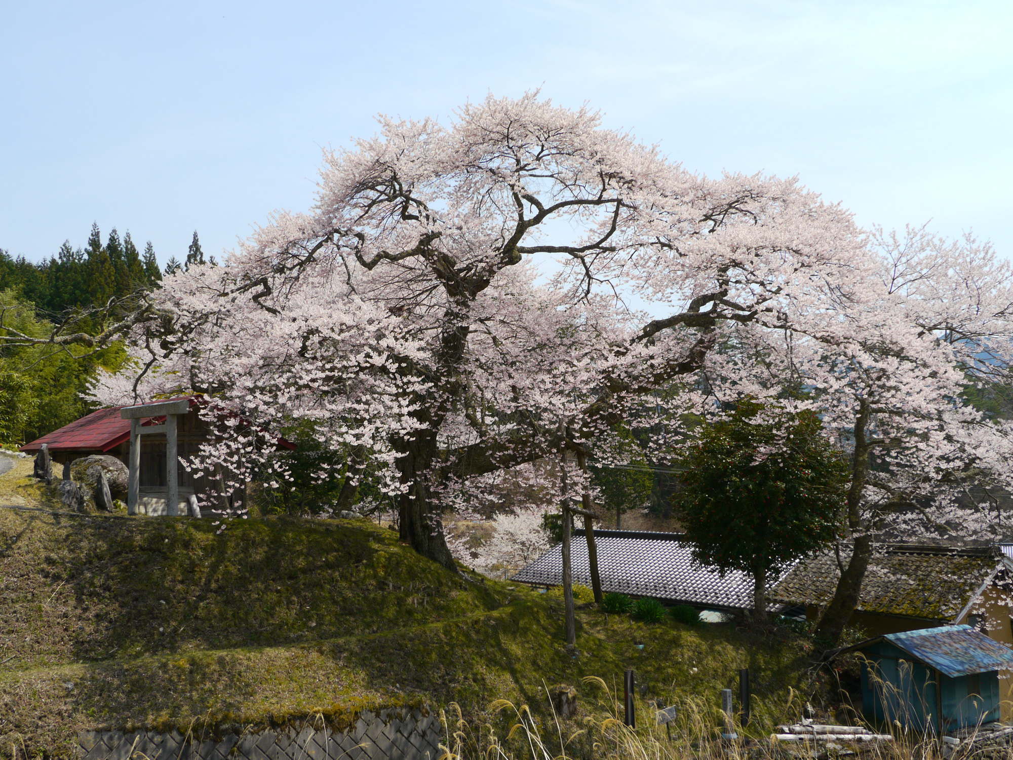矢野愛宕神社の桜