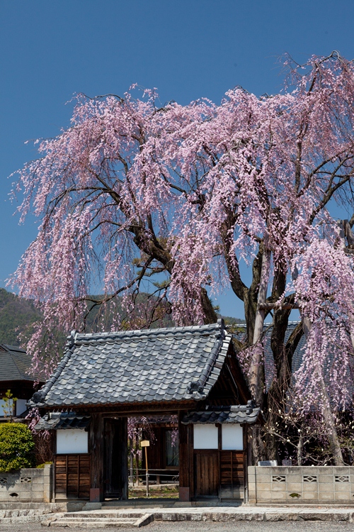 増泉寺の桜