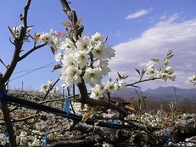 梨の花（松川町）