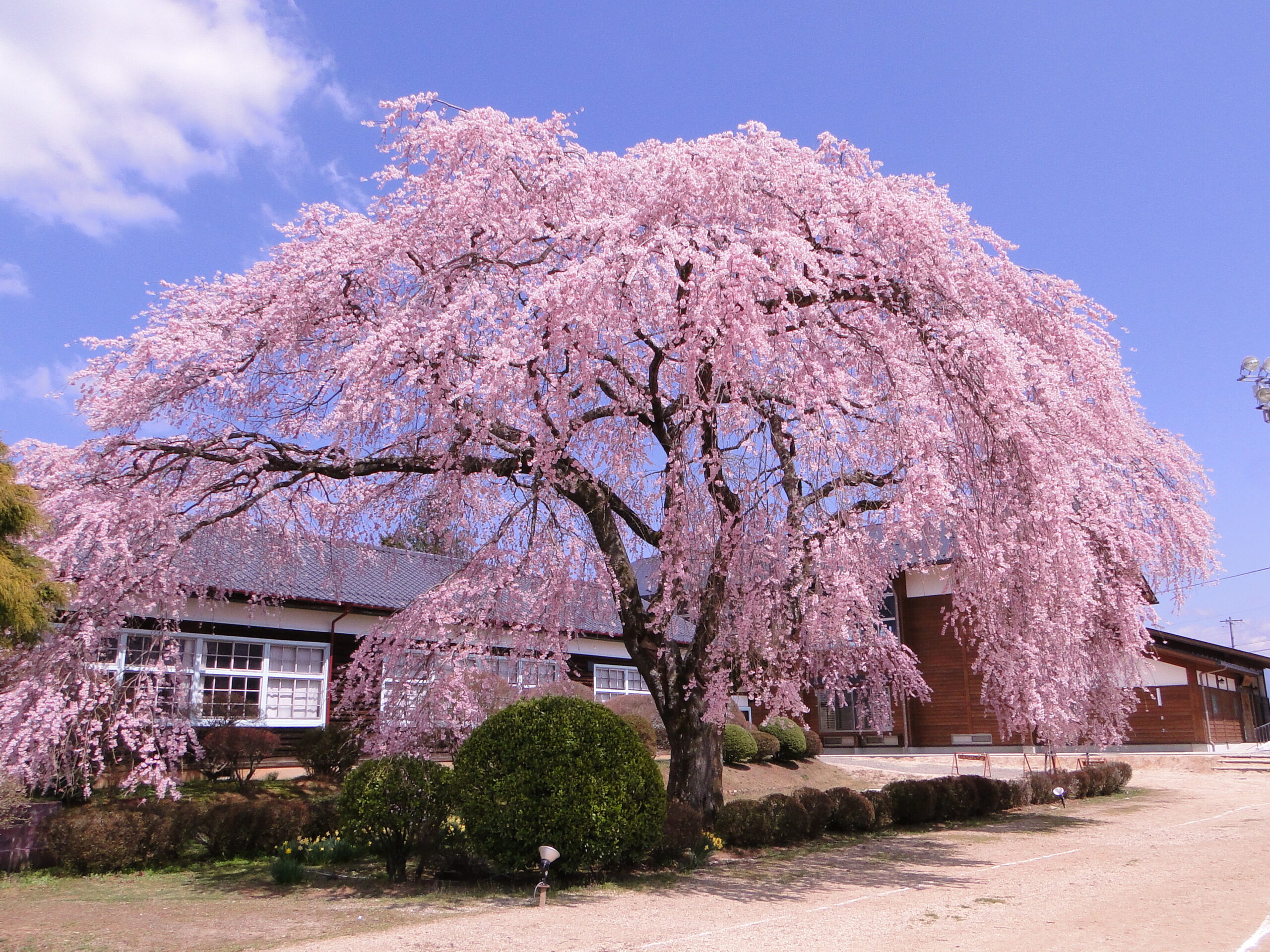 360°のバーチャル空間で飯田市の桜を楽しめます!|南信州ナビ長野県南部の観光ガイド|飯田市と周辺地域のくだもの狩り・桜・温泉・川下り等