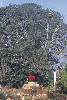 羽場の大柊（ヒイラギ）