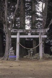 鼎一色の大杉