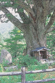 小黒川のミズナラ