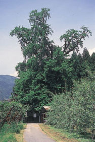 正永寺原の公孫樹