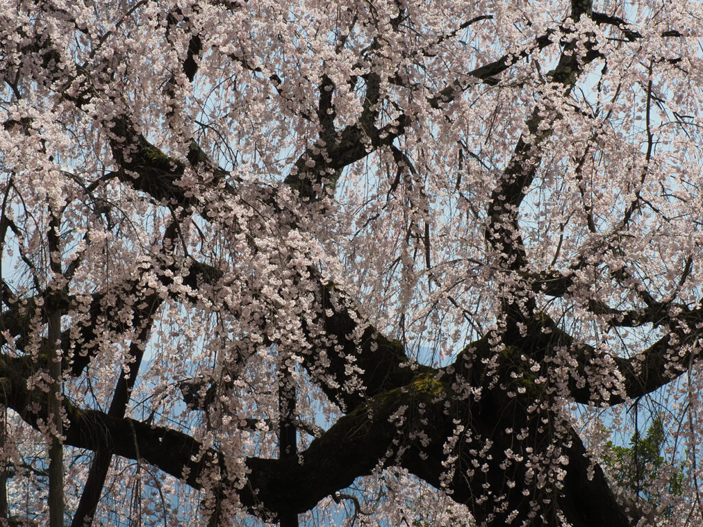 【192】爛漫［投稿者：マルヤマケンジさん］