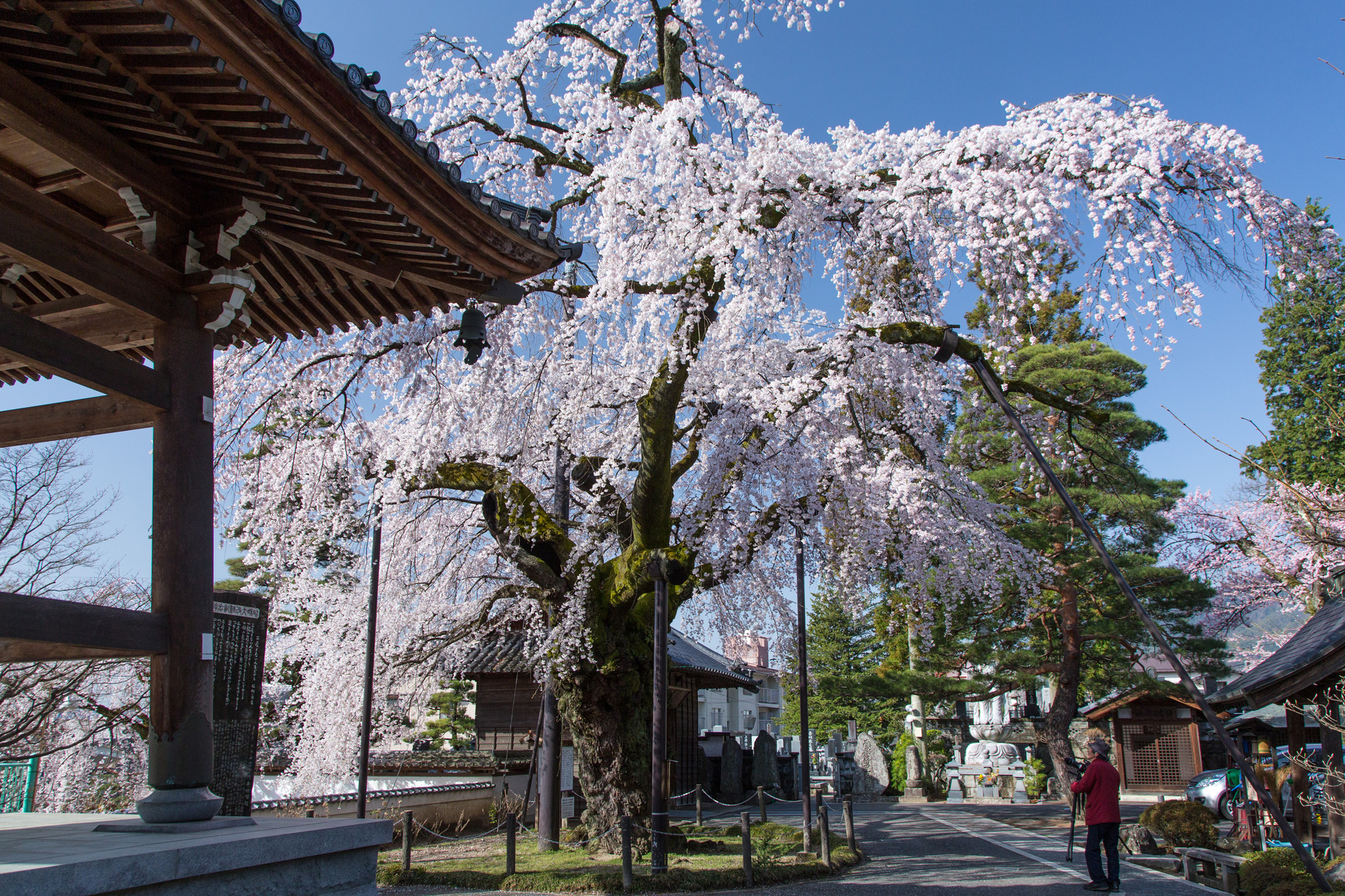 阿弥陀寺の枝垂れ桜(飯田市) 阿弥陀寺の枝垂れ桜(飯田市)