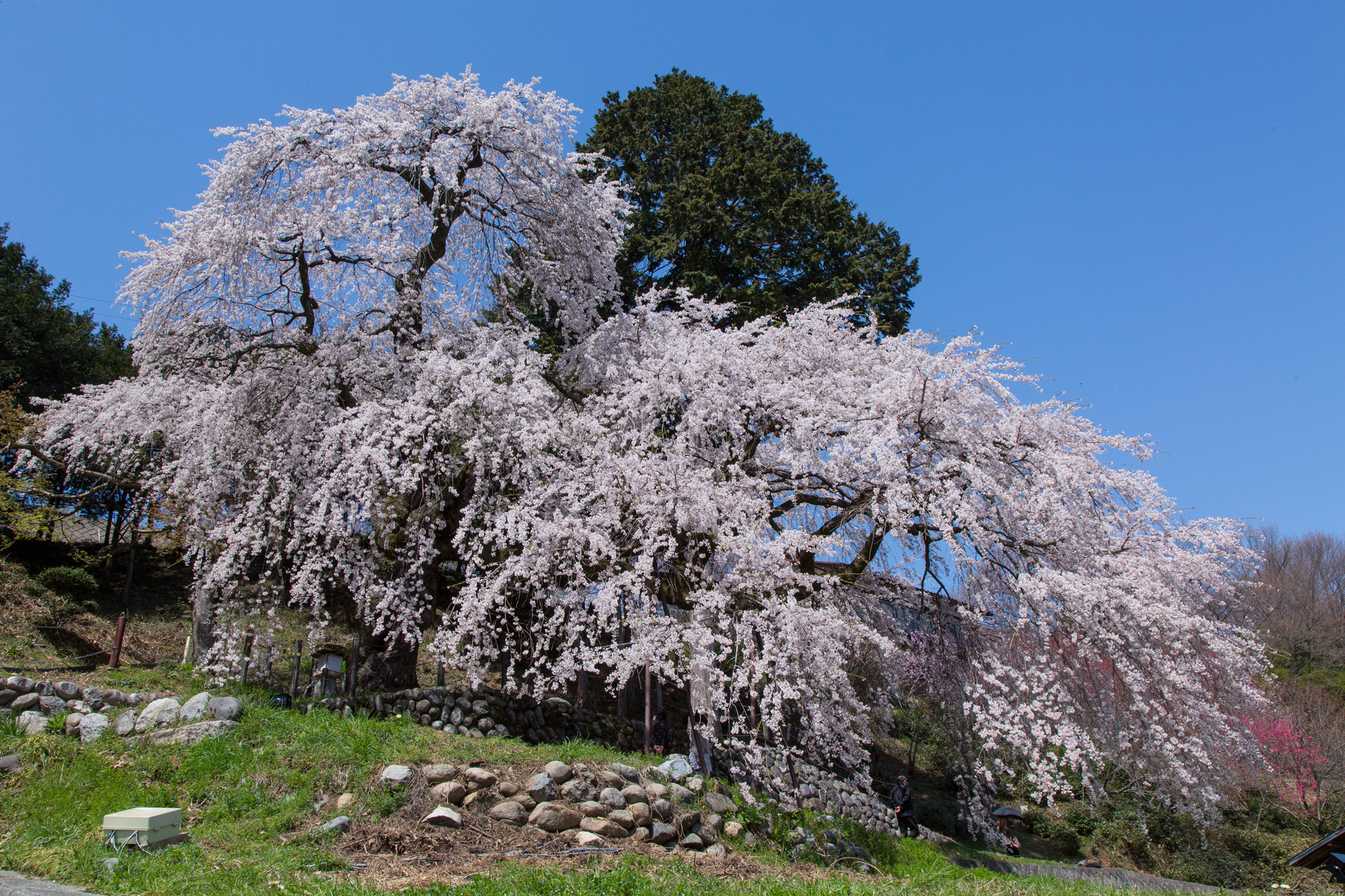 くよとの枝垂れ桜 飯田市 南信州ナビ 長野県南部飯田市のいちご狩り りんご狩り 桜情報 温泉や宿泊等の観光ガイド