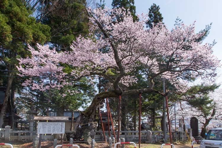 清秀桜(飯田市)