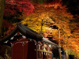 紅葉 南信州ナビ 長野県南部飯田市のいちご狩り りんご狩り 桜情報 温泉や宿泊等の観光ガイド