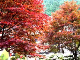 紅葉 南信州ナビ 長野県南部飯田市のいちご狩り りんご狩り 桜情報 温泉や宿泊等の観光ガイド