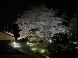 花 南信州ナビ 長野県南部飯田市のいちご狩り りんご狩り 桜情報 温泉や宿泊等の観光ガイド